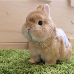 宠物兔子活物长不大小型宿舍茶杯兔荷兰纯种迷你垂耳兔侏儒兔活体