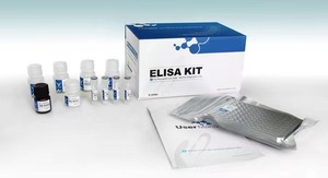 Mouse IL-4  ELISA KIT 小鼠白介素4  检测试剂盒elisa试剂盒