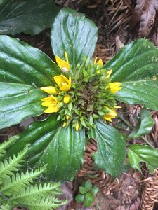 000人付款淘宝新鲜四叶一枝花现挖四块瓦中草药四叶草独摇草  银线草