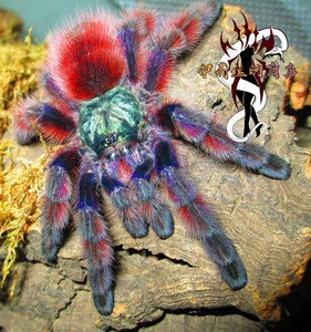 宠物蜘蛛油彩粉红趾