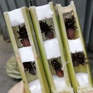 地蜘蛛活体壁口袋蜘蛛野外抓非养殖蜘蛛口袋虫异囊地蛛鸟虫闭口袋