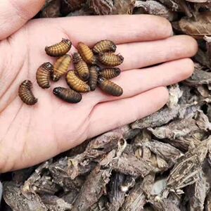 61林浩鹏8淘宝皮虫画眉鸟食活虫提性营养野生虫子中通货小皮虫斗鸟