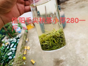 茶农小曾家2023年信阳毛尖秋茶小芽250g