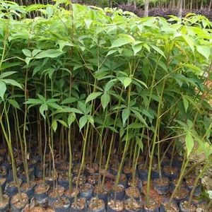 美丽异木棉树苗大腹木棉美人树苗多花易活庭院小区行道绿化风景树