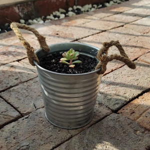 【铁桶花盆植物】铁桶花盆植物品牌,价格 - 阿里巴巴