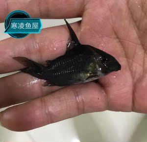 黑剑红头鼠 cw045 鼠鱼 进口南美热带观赏鱼 活体 养定现货