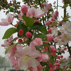 八棱海棠树种子净籽嫁接苹果树果树种子砧木种子北美西府垂丝海棠