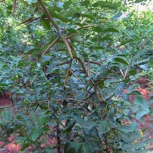 造刺树种子马甲子鸟不站铁篱笆 带刺植物围墙篱笆防盗围墙 防护栏