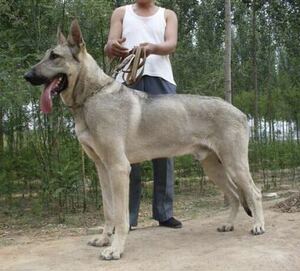 出售家养纯种狼青幼犬活体巨型中华狼犬大型看家护院狗狼狗幼崽养