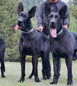 纯种黑狼幼犬黑狼犬幼犬纯黑色狼狗大型中华狼青犬牧羊犬德牧幼崽