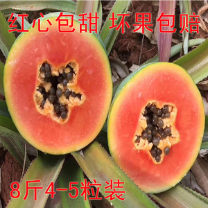 广东雷州特产冰糖红心木瓜应季水果新鲜树上熟青皮大果4粒8斤包邮