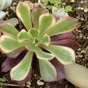 赤霞飞法师锦 多肉植物 精品肉肉绿植盆景阳台花防辐射18包邮