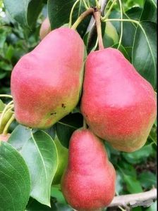 红贵妃梨新品种红梨果树苗 自花授粉口感佳酥脆香甜色泽红艳