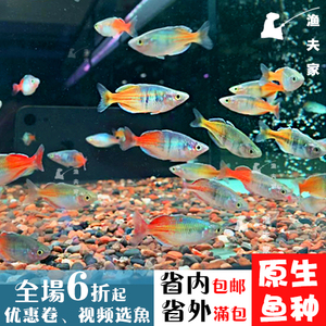 南美活体热带石美人鱼红尾美人鸽子美人电光美人球小型宠物观赏鱼