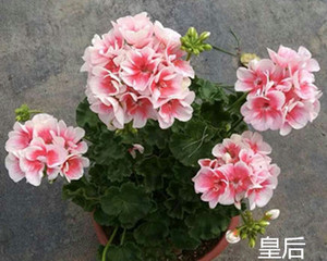 皇后天竺葵