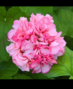 直立天竺葵茶美人