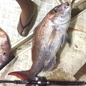 野生海钓真鲷鱼1斤3-5斤/条深海鱼红鲷冰鲜刺身鲜活海鲜水产包邮