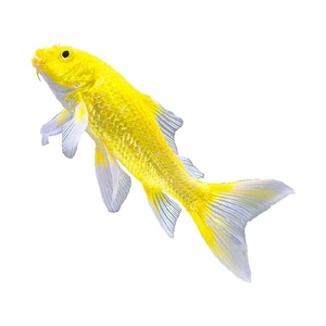 草金鱼凤尾黄金龙凤锦鲤长尾活鱼招财冷水鱼不打氧淡水观赏鱼金色