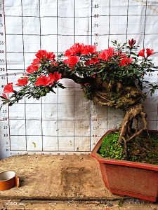 精品杜鹃花小老桩树桩盆景映山红熟桩室内防辐射阳台绿植花卉包邮