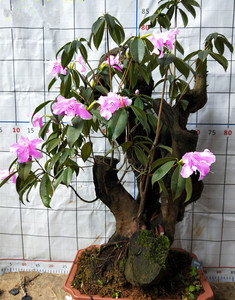 高山紫色杜鹃盆景鹿角老桩古桩花卉绿植室内庭院盆栽四季常青包邮