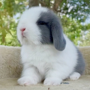 垂耳兔活物小型侏儒儿童宠物兔黄色霜白道奇纯种荷兰折耳兔子活体
