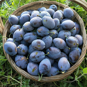 5斤顺丰包邮汶川本地新鲜甜西梅宝宝辅食黑布林李子孕妇新鲜水果