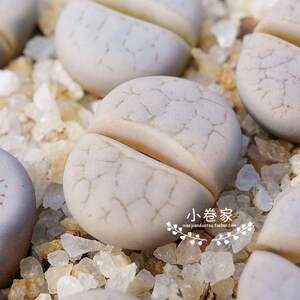 51-55直播 多肉植物肉肉 生石花 屁股花 石头花 c246 白曲