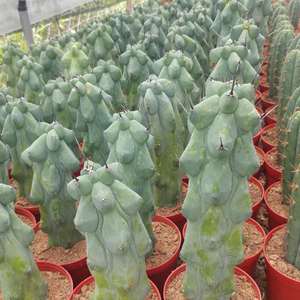 芯瑜花卉福建漳州多肉植物仙人柱福禄寿奇异植物盆栽防辐射