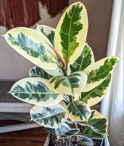 花金刚橡皮树红关公黑金刚花叶彩叶盆栽植物室内好养大型绿植观叶