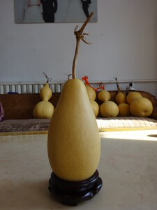 天然葫芦小棒子葫芦小冬瓜葫芦高20厘米左右可拍照包邮