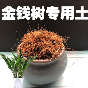 金钱树专用泥炭土
