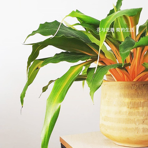 花与花器 橙柄草 马达加斯加吊兰 安曼吊兰ins室内耐阴观叶绿植物