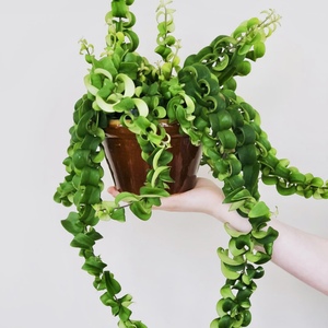 花与花器 卷叶口红花绿植 ins风室内垂吊兰观叶植物盆栽花卉耐旱