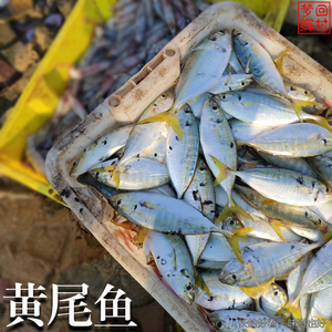 餐饮生鲜 水产海鲜 鱼类 冰鲜鱼湛江