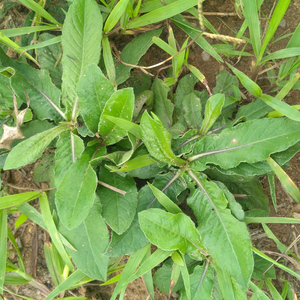 野外红花地胆草 新鲜苦地胆 坐地娘 整株地胆头地斩头丁茄夫 包邮