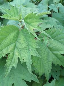 包邮新鲜荨麻草500克红活麻送200颗种子活荨麻火麻草活禾麻草