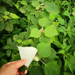 秒杀白背叶新鲜白鹤草叶下白白背木白背娘白朴树白帽顶根现采500g