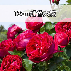 2000法国rougeroyale暗紫红色皇家胭脂浓香四季庭院露台造景大花