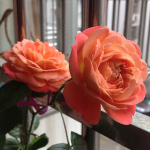 2005德国queen of hearts古铜樱桃红桃女王茶香复重多瓣多四季开