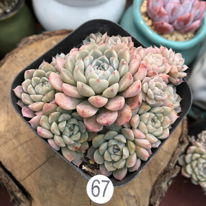 墨西哥姬莲 多肉植物 群生 一物一拍 墨姬莲阳台肉肉植物盆栽绿植