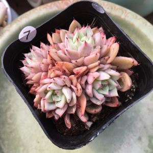 吉尔巴玫瑰群生多肉植物办室内绿植花卉盆栽一物一拍桌面绿植多肉