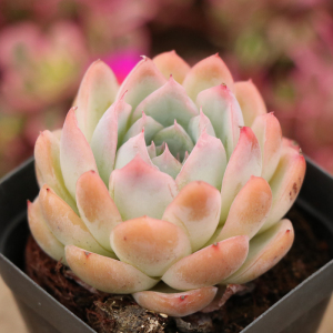 多肉植物加勒比海