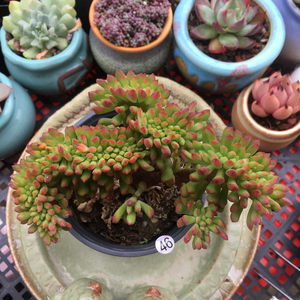 小红旗缀化 多肉植物组合盆栽花卉红旗儿老桩控养颜色状态好