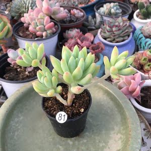 柳叶莲华多肉植物