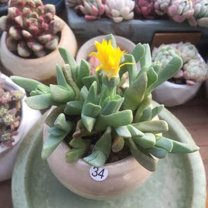 蟹钳多头群生多肉植物盆栽番杏科肉锥属 一物一拍 虾钳萌肉肉花卉