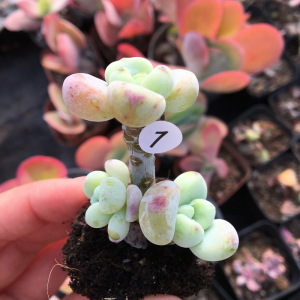 丸叶罗琦多肉植物 办公室阳台室内花卉盆栽 美观趣味肉肉一物一拍