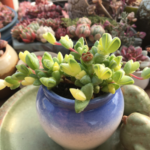 碧玉莲锦多肉植物多头群生办公室多肉组合阳台美观防辐射盆栽绿植