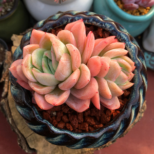 蓝惊 落樱 多肉植物 原始蓝色惊喜 多肉植物一物一拍阳台桌面肉肉