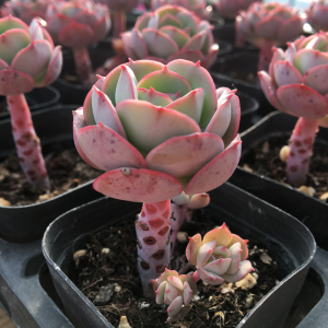 克罗地亚多肉植物四季室内阳台绿植多肉花卉新手好养多肉组合盆栽