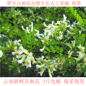 苦刺花云南野菜白刺花食用农产品新鲜蔬菜当季新鲜蔬菜食用鲜花